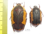 Pachnoda mastrucata  Kenya - INSECTS-STORE.RU