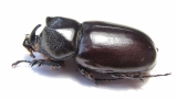Scapanes australis  Indonesia, Papua - INSECTS-STORE.RU
