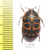 Pachnoda cordata tigris  Togo - INSECTS-STORE.RU
