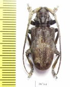 Phryneta coeca  Congo - INSECTS-STORE.RU