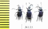 Rhynchitidae sp.  Thailand - INSECTS-STORE.RU