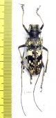 Cerambycidae sp.  Indonesia, Java 35mm - INSECTS-STORE.RU