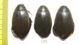 Cybister lateralimarginalis  Russia, Astrakhan reg. - INSECTS-STORE.RU