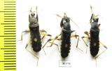 Hemiptera sp.  Thailand - INSECTS-STORE.RU
