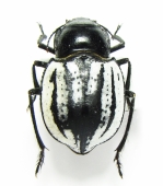 Tenebrionidae - INSECTS-STORE.RU