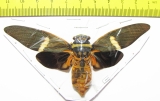 Tosena melanoptera  Indonesia, Java - INSECTS-STORE.RU
