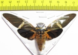 Tosena melanoptera  Indonesia, Java - INSECTS-STORE.RU
