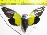 Trengganua sybylla  Malaysia - INSECTS-STORE.RU