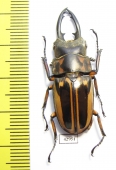 Prosopocoilus zebra nobuyukii  Indonesia, Java 39mm - INSECTS-STORE.RU