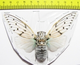 Ayuthia spectabilis  Malaysia - INSECTS-STORE.RU