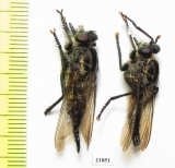 Asilidae sp.  Madagascar - INSECTS-STORE.RU