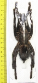 Cyriopagopus sp.  Thailand  70mm - INSECTS-STORE.RU