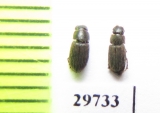 Heptaulacus brancoi  Spain - INSECTS-STORE.RU