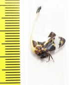 Membracidae, Gigantorhobdus enderleine  Malaysia - INSECTS-STORE.RU