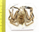Arachnida sp.  Malaysia - INSECTS-STORE.RU