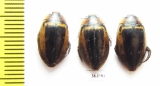 Dytiscidae sp.  Thailand - INSECTS-STORE.RU