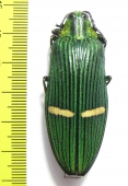 Catoxantha opulenta  Malaysia - INSECTS-STORE.RU