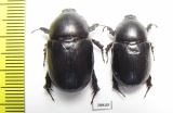 Pentodon bidens  Russia, Astrakhan reg. - INSECTS-STORE.RU