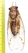 Homoptera sp.  Malaysia - INSECTS-STORE.RU