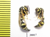 Hymenoptera sp.  Russia, Astrakhan reg. - INSECTS-STORE.RU