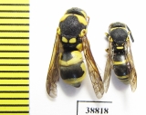 Hymenoptera sp.  Russia, Astrakhan reg. - INSECTS-STORE.RU