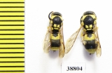 Hymenoptera sp.  Russia, Astrakhan reg. - INSECTS-STORE.RU