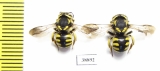 Hymenoptera sp.  Russia, Astrakhan reg. - INSECTS-STORE.RU