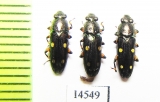 Helotidae sp.  Vietnam - INSECTS-STORE.RU