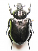 Trichiinae - INSECTS-STORE.RU