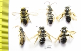 Hymenoptera sp.  Russia, Astrakhan reg. - INSECTS-STORE.RU