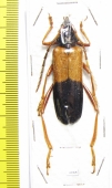 Schmidtiana violaceothoracica, female  Thailand - INSECTS-STORE.RU
