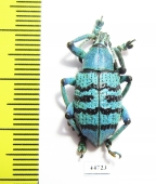 Eupholus geoffroyi  Indonesia, Papua - INSECTS-STORE.RU