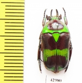 Mystroceros rouyeri  Indonesia, Sumatra - INSECTS-STORE.RU