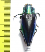 Cyphogastra calepyga  Indonesia, Kei isl. - INSECTS-STORE.RU