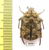 Protaetia cariana  Laos - INSECTS-STORE.RU