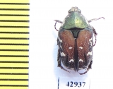 Protaetia tenuivestis  Indonesia, Sulawesi - INSECTS-STORE.RU