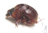 Neoathyreus languinosus  French Guiana - INSECTS-STORE.RU