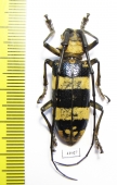 Nemophas tricolor, female  Indonesia, Sulawesi - INSECTS-STORE.RU