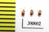 Pselaphidae sp.  Russia, Astrakhan reg. - INSECTS-STORE.RU