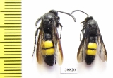 Scoliidae sp.  Russia, Astrakhan reg. - INSECTS-STORE.RU