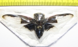 Homoptera sp.  Thailand - INSECTS-STORE.RU
