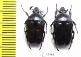Cosmiomorpha setulosa cribellata, pair  Vietnam - INSECTS-STORE.RU