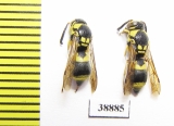 Hymenoptera sp.  Russia, Astrakhan reg. - INSECTS-STORE.RU