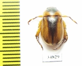 Rutelinae sp.  Sudan - INSECTS-STORE.RU