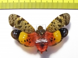 Penthicodes variegata  Thailand - INSECTS-STORE.RU