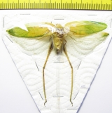 Orthoptera sp.  Thailand  93mm - INSECTS-STORE.RU