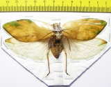 Orthoptera sp.  Thailand  110mm - INSECTS-STORE.RU
