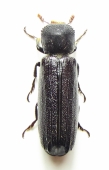 Bostrichidae, Lyctidae - INSECTS-STORE.RU