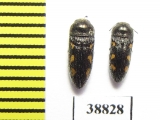 Acmaeodera bipunctata  Turkey - INSECTS-STORE.RU