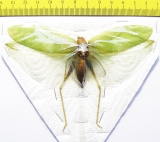 Orthoptera sp.  Thailand  114mm - INSECTS-STORE.RU